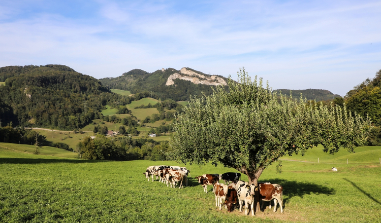 Hügelige Landschaft in der ersten Jurakette. Rinder suchen unter einem Obstbaum Schatten.