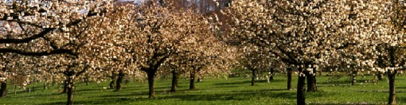 kirschenbaum