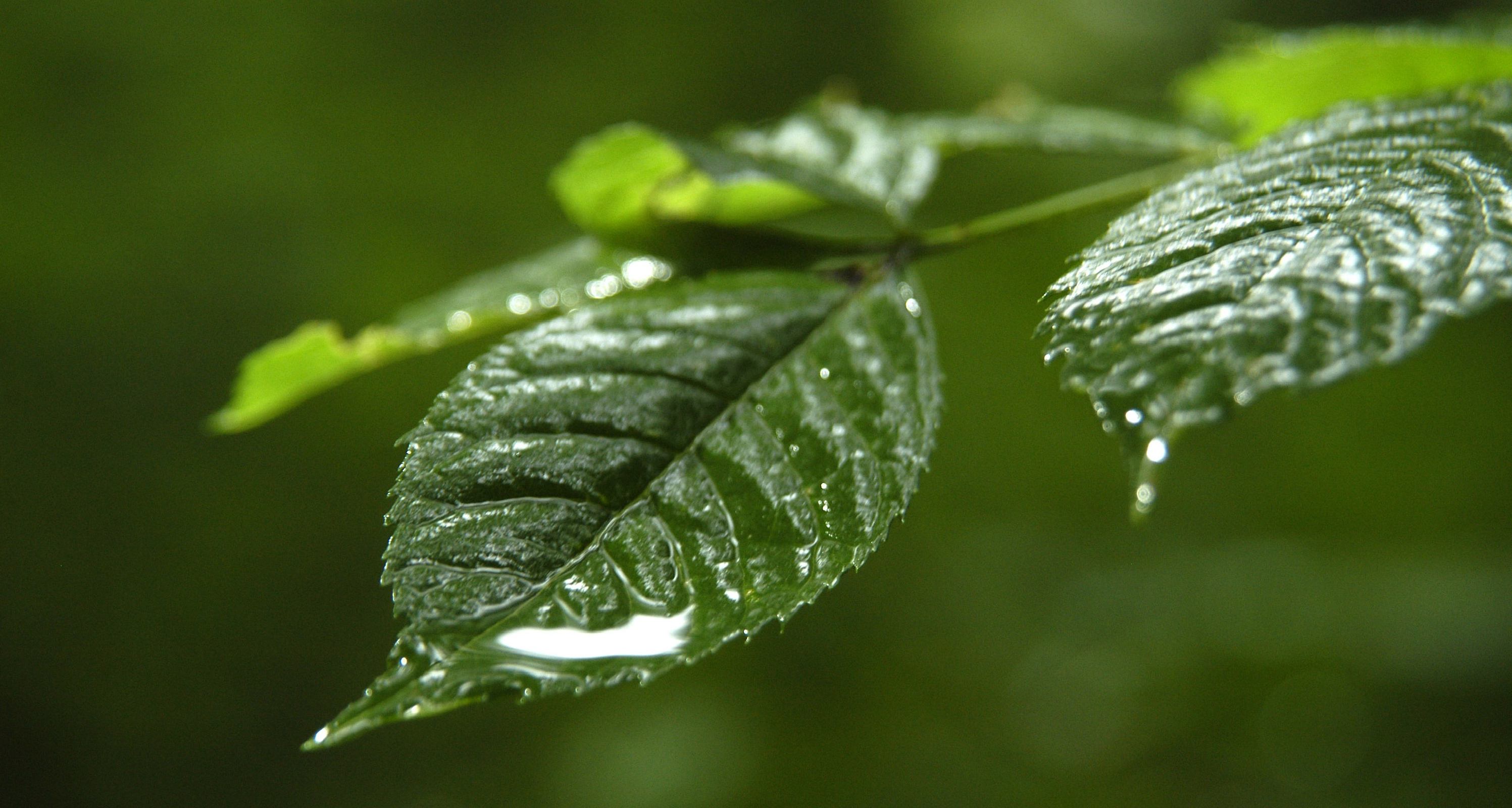 Wassertropfen auf einem Baumblatt