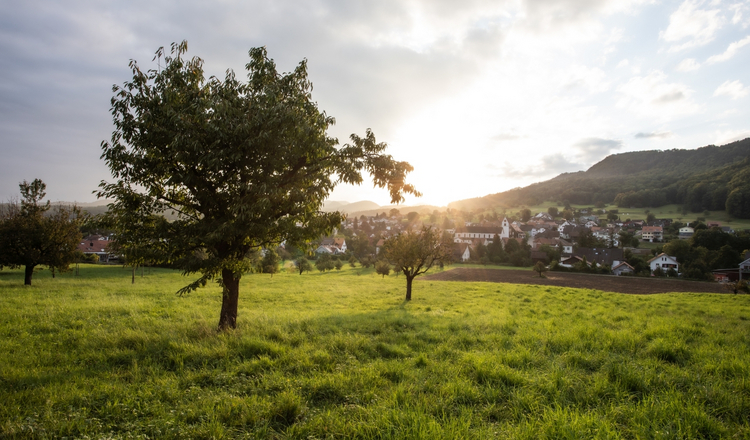 Abendstimmung auf einer Wiese mit Obstbäumen mit Büsserach im Hintergrund.