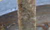Ein röhrenartiger graubrauner Biofilm - eine sogenannte Sielhaut.