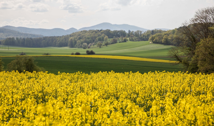 Blühendes Rapsfeld im Leimental mit der Jurakette in weiter Ferne. 