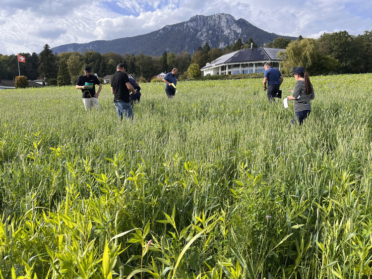 Sechs Personen stehen in einem Feld und beurteilen die hüfthohe Gründüngungsmischung. 