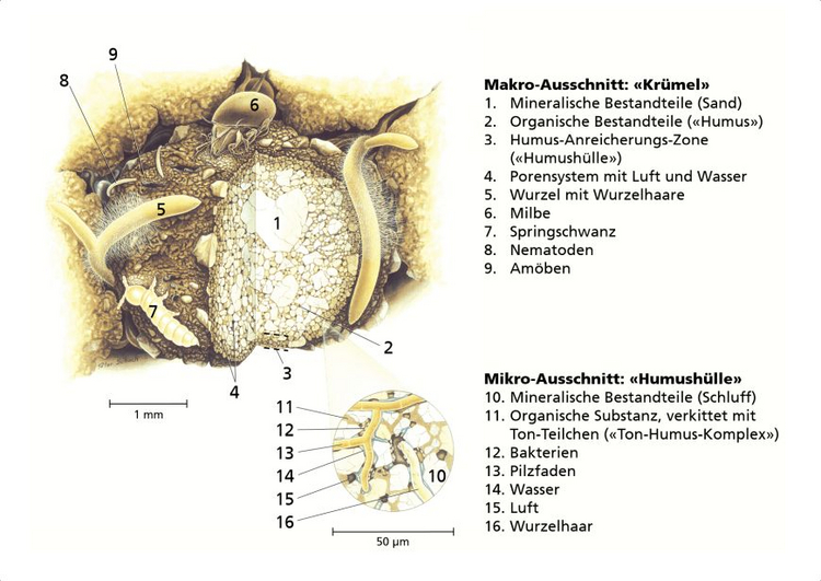 Schematische Darstellung eines Bodenkrümels