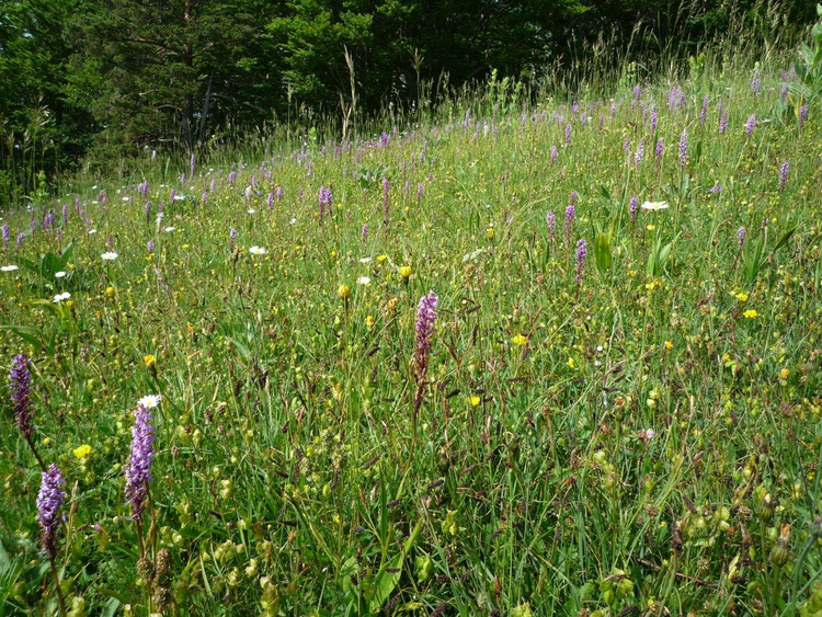 Inventar der Biotope und Moorlandschaften - Vordere Schmiedenmatt Inventar der Biotope und Moorlandschaften - Vordere Schmiedenmatt