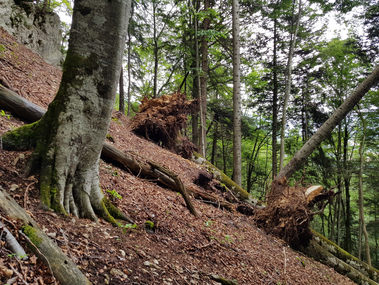 Schaeden_durch_Gewitter_-_Chance_fuer_neues_Leben_.jpg