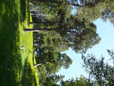 Ehemalige_Waldweide_Bettlachstock.jpg