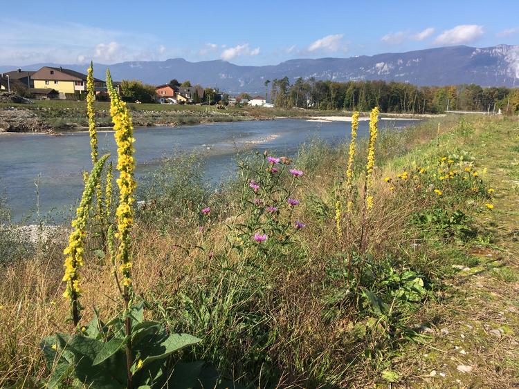 Erfolgskontrolle Emme: Aufweitung Rüti (IC Infraconsult AG, 2020)
