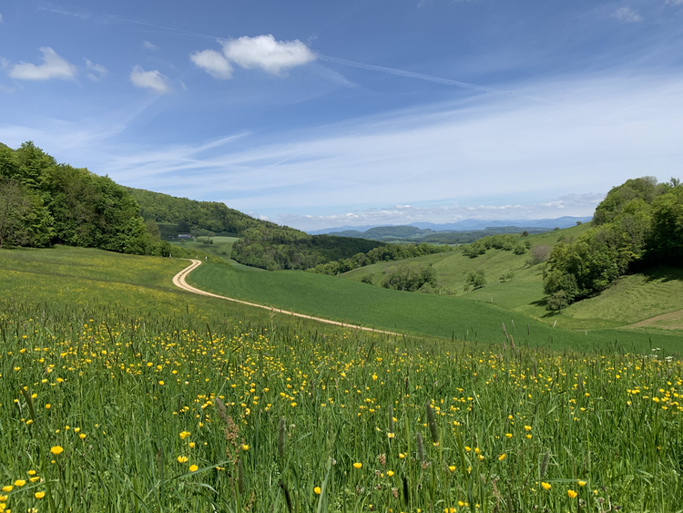 Weissklee- Wiesenfuchsschwanz Wiese in Wisen Grüne Wiese vor blauem Himmel mit Wolken