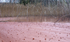 Blaualgen im Hallwilersee im Kanton Aargau
