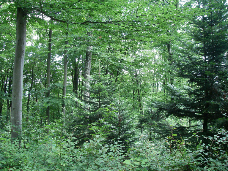 Dauerwald