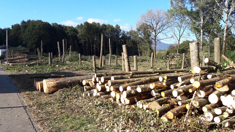 Gerodete Fläche bei der Emme mit Holzstapel 