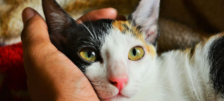 Katze schmiegt ihren Kopf in einer Hand