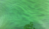 Grüner Teppich mit Cyanobakterien