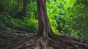 Ein Baum in einem Wald mit grossen Wurzeln.