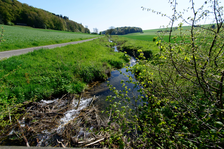Revitalisierter Biberenbach mit Biberdamm