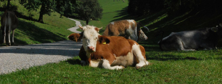Simmentalerrinder auf einer Alpweide