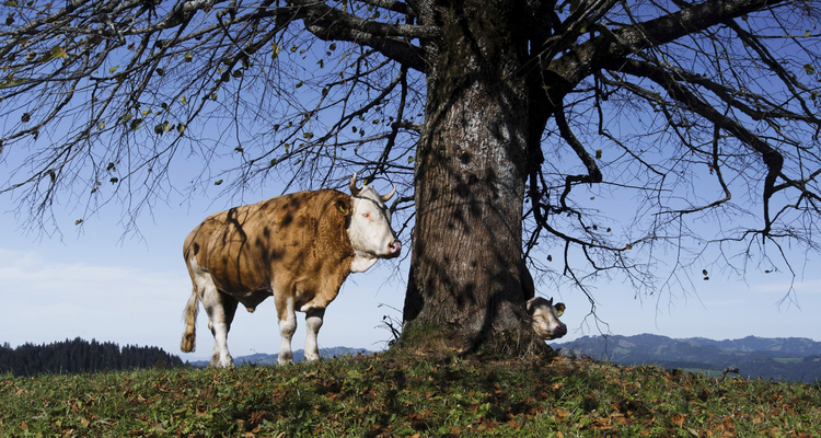 Landwirtschaft Eine milchkuh sucht Schatten unter einem Baum