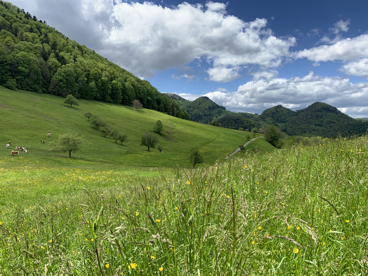 Fromental-Wiese mit hohem Kammgras-Anteil in Erschwil Grüne Wiese vor blauem Himmel mit Wolken