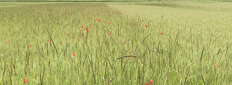 RP Pestired Getreidefeld, auf der linken Seite hat man die Begleitflora stehen lassen und rechts wurde gegen Unkraut behandelt.