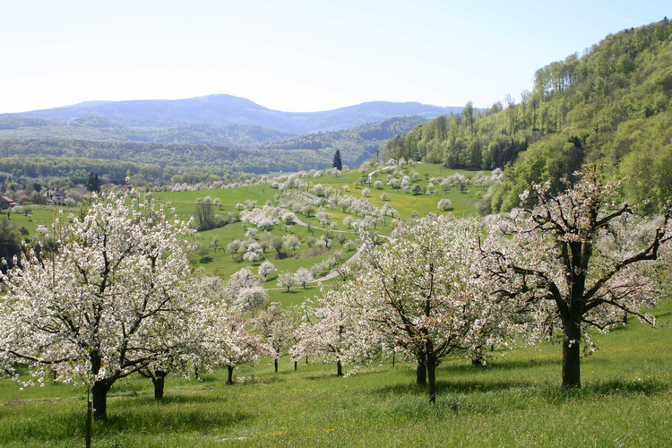 Strategie Natur und Landschaft Foto Landschaft: Wiese mit Bäumen