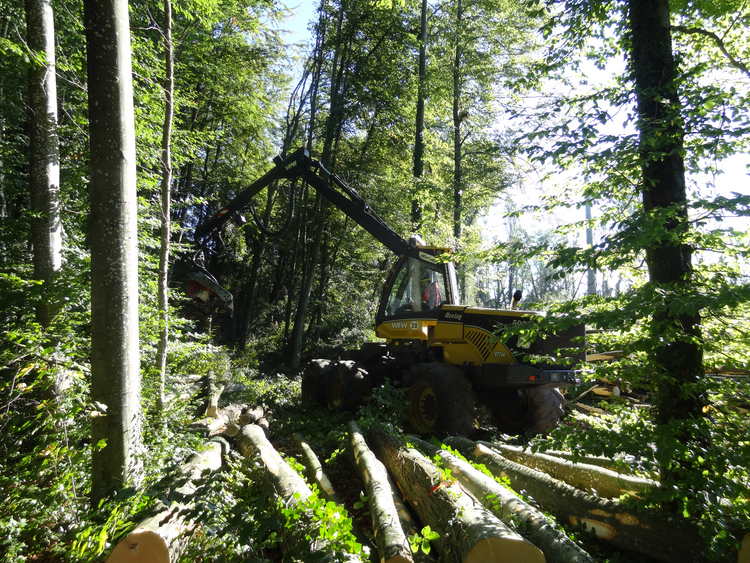 Forstfahrzeug beim Fällen von Bäumen