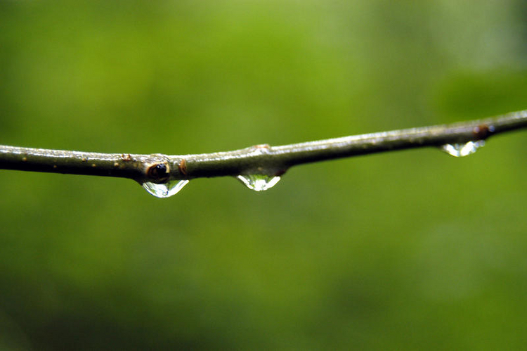 Ast mit Wassertropfen