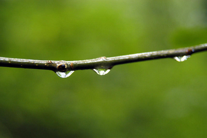 Ast mit Wassertropfen