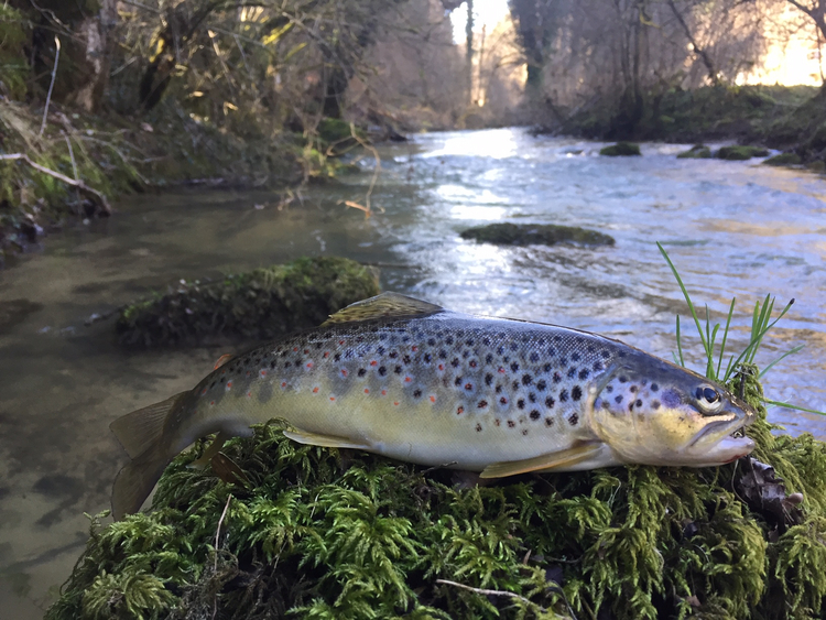 Gefangener Fisch