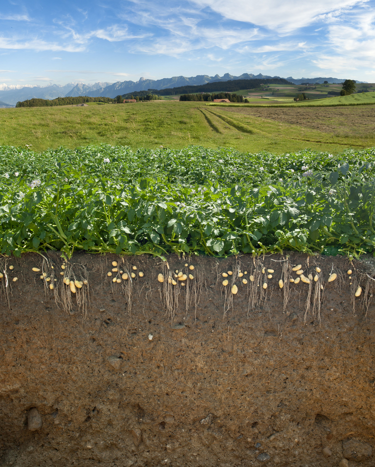 Bodenprofil Kartoffeln (Quelle: agroscope und LANAT Bern) Bodenprofil Kartoffeln