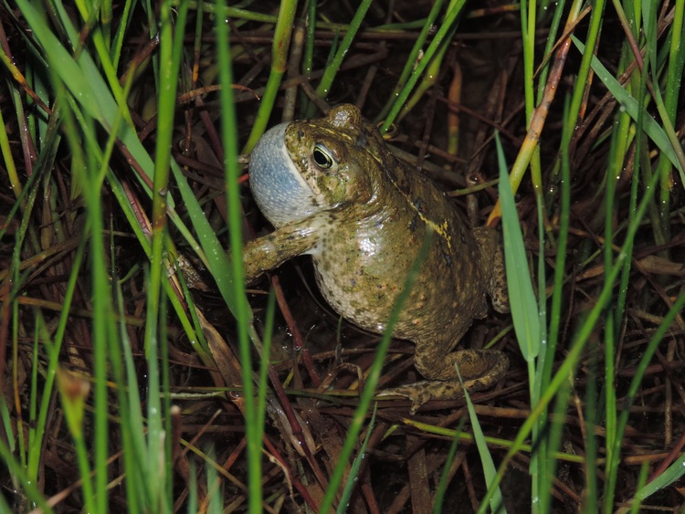 Naturreservat Aegerten Kreuzkröte Naturreservat Aegerten Kreuzkröte