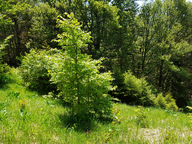 Sukzessionsflaeche_Bettlachstock__2_.jpg