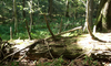 Bild 6 - Totholz im Waldreservat Bettachstock