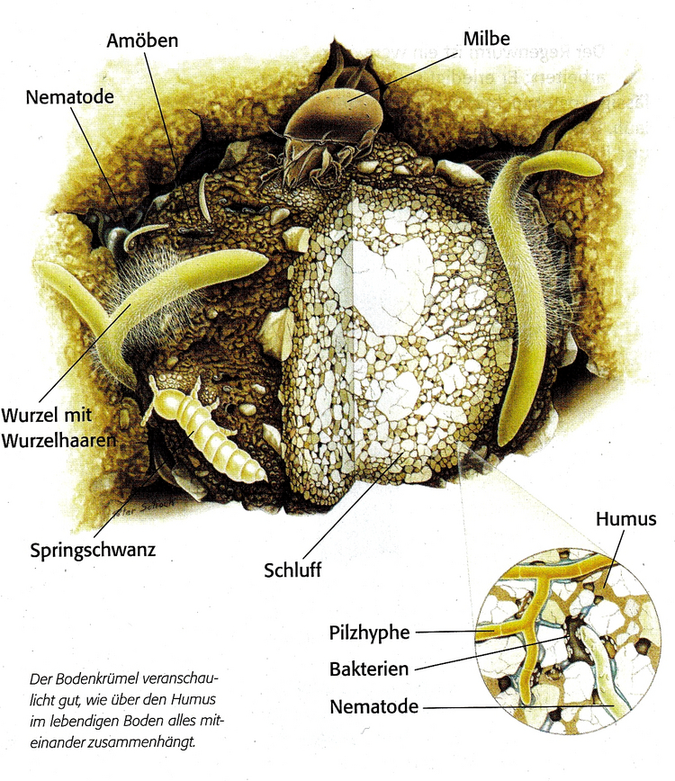 Darstellung eines Bodenkrümels Darstellung eines Bodenkrümels