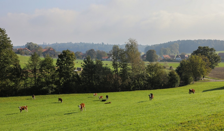 Im Mülital säumen Hecken und Bäume die Felder. Auf der Weide grasen Rinder.