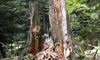 Bild 5 - Totholz im Waldreservat Bettachstock