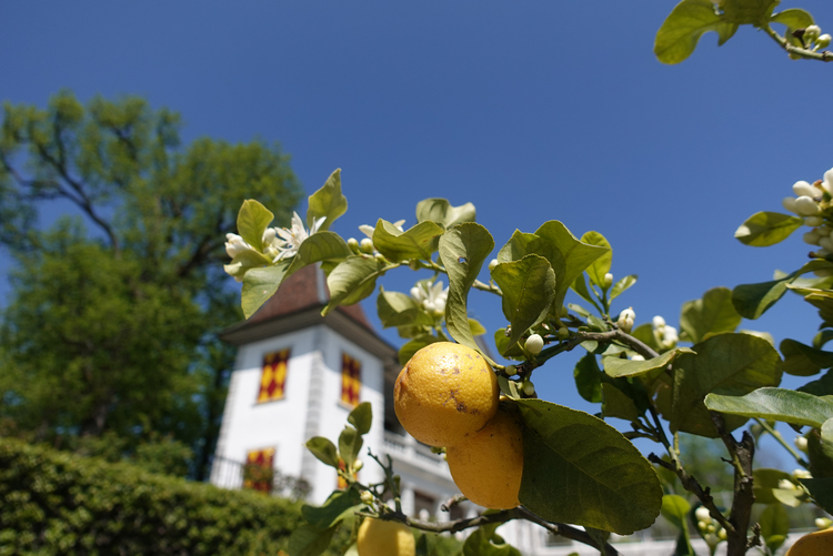 Zitronenbaum im Garten des Schloss Waldeggs