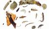 Makrozoobenthos auf weissem Hintergrund.