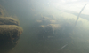Unterwasseraufnahme aus dem Inkwilersee mit prähistorischen Hölzern
