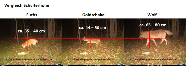 Goldschakal Groessenvergleich
