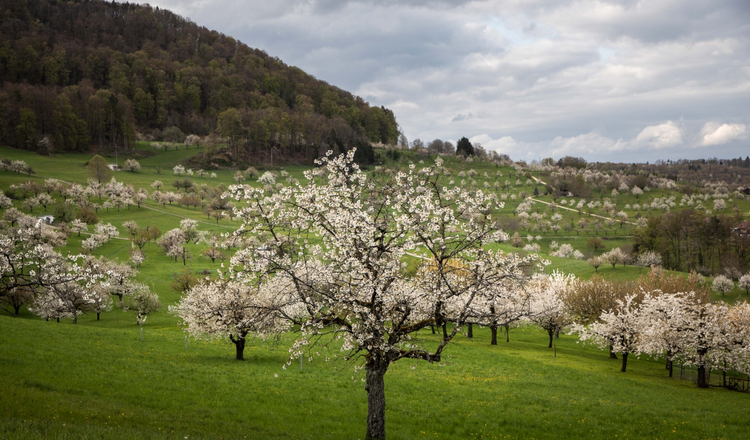 Blühende Kirschbäume auf grünem Wiesland, mit sanftem Hügel und Wald im Hintergrund.