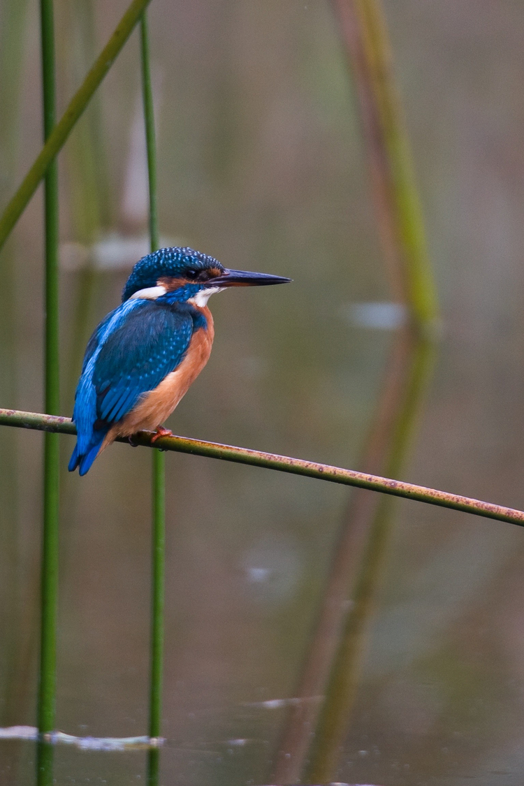 Wasserbau: Eisvogel