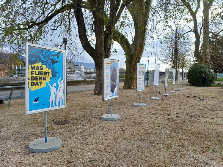 Eine Sensibilisierungskampagne soll das Zusammenleben mit den Saatkrähen fördern Plakatständer weisen auf Sensibilisierungskampagne für Saatkrähen hin
