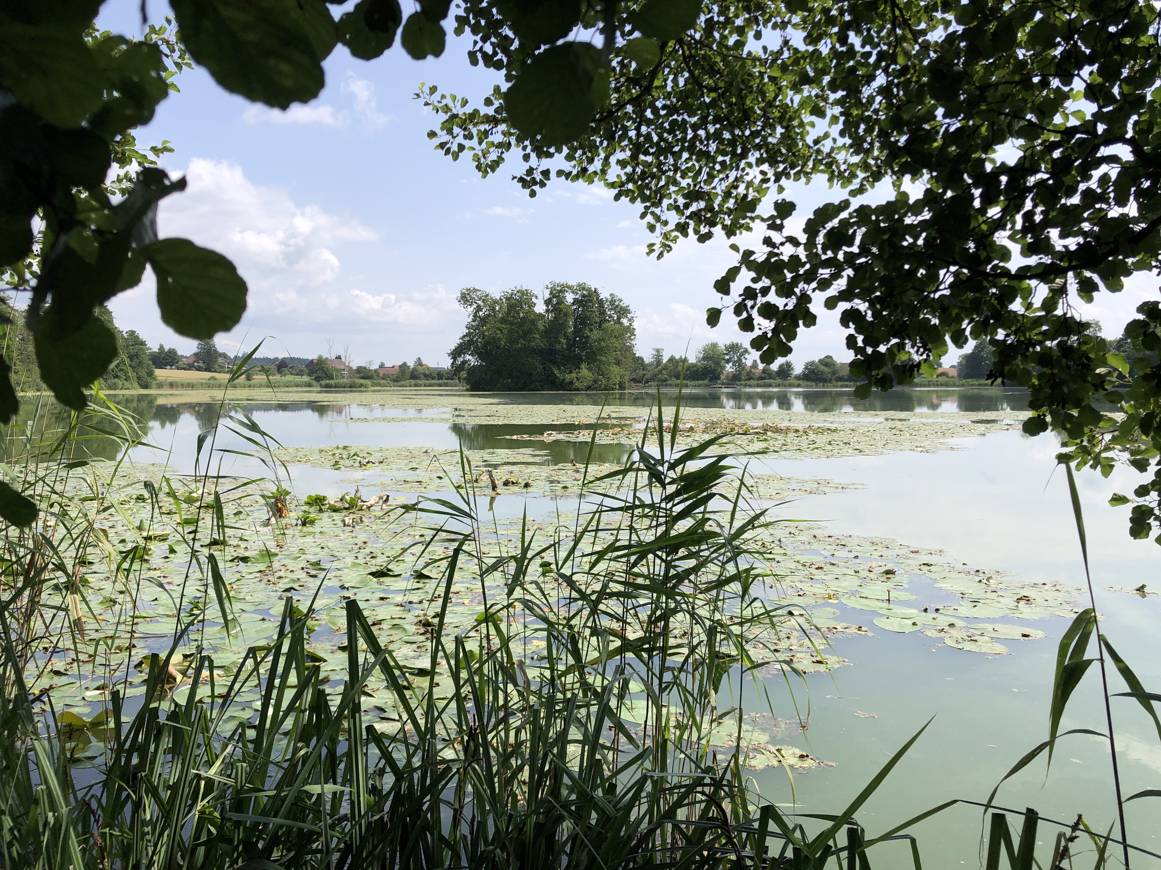 Landschaftsbild mit Inkwilersee und Insel
