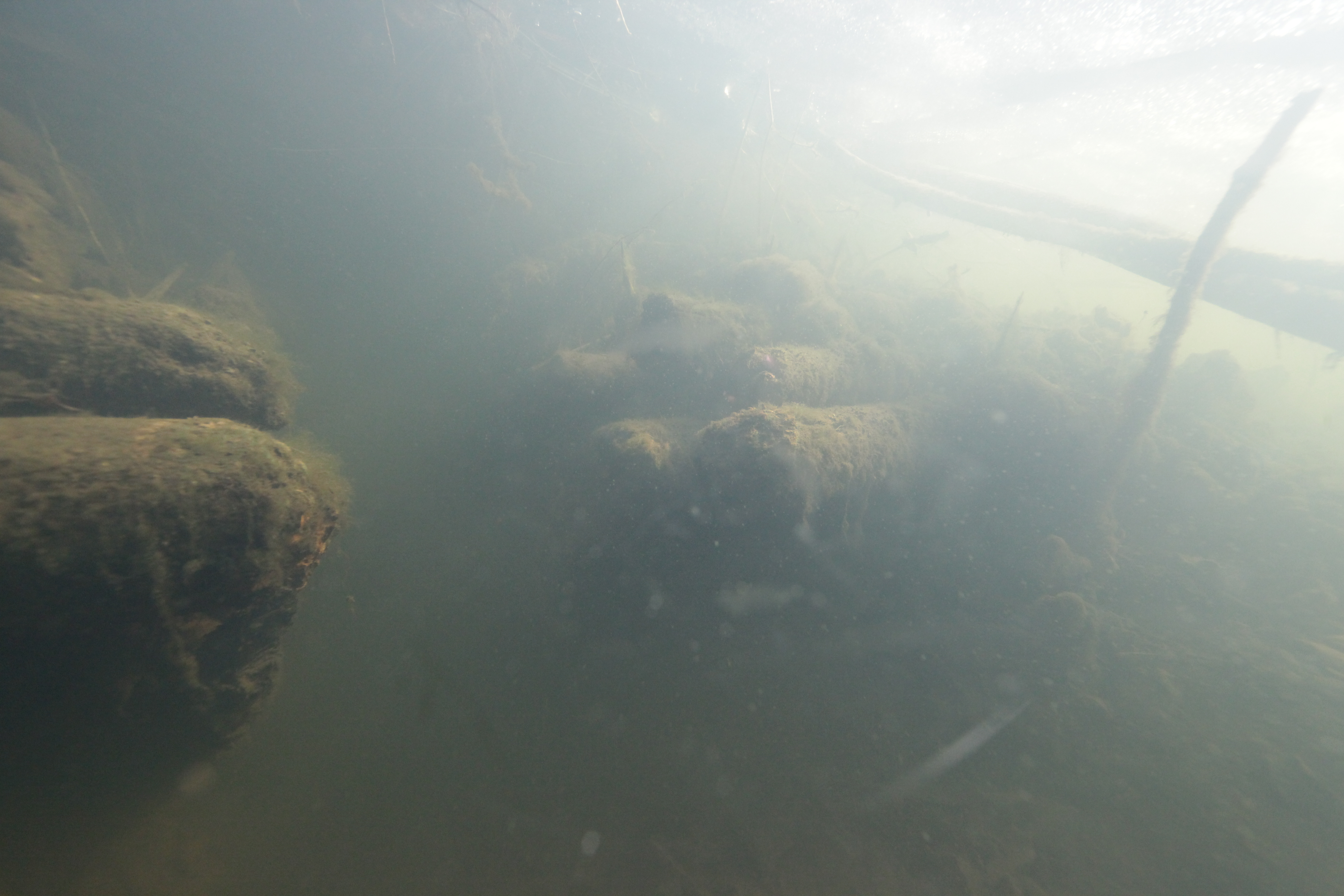 Unterwasseraufnahme aus dem Inkwilersee mit prähistorischen Hölzern