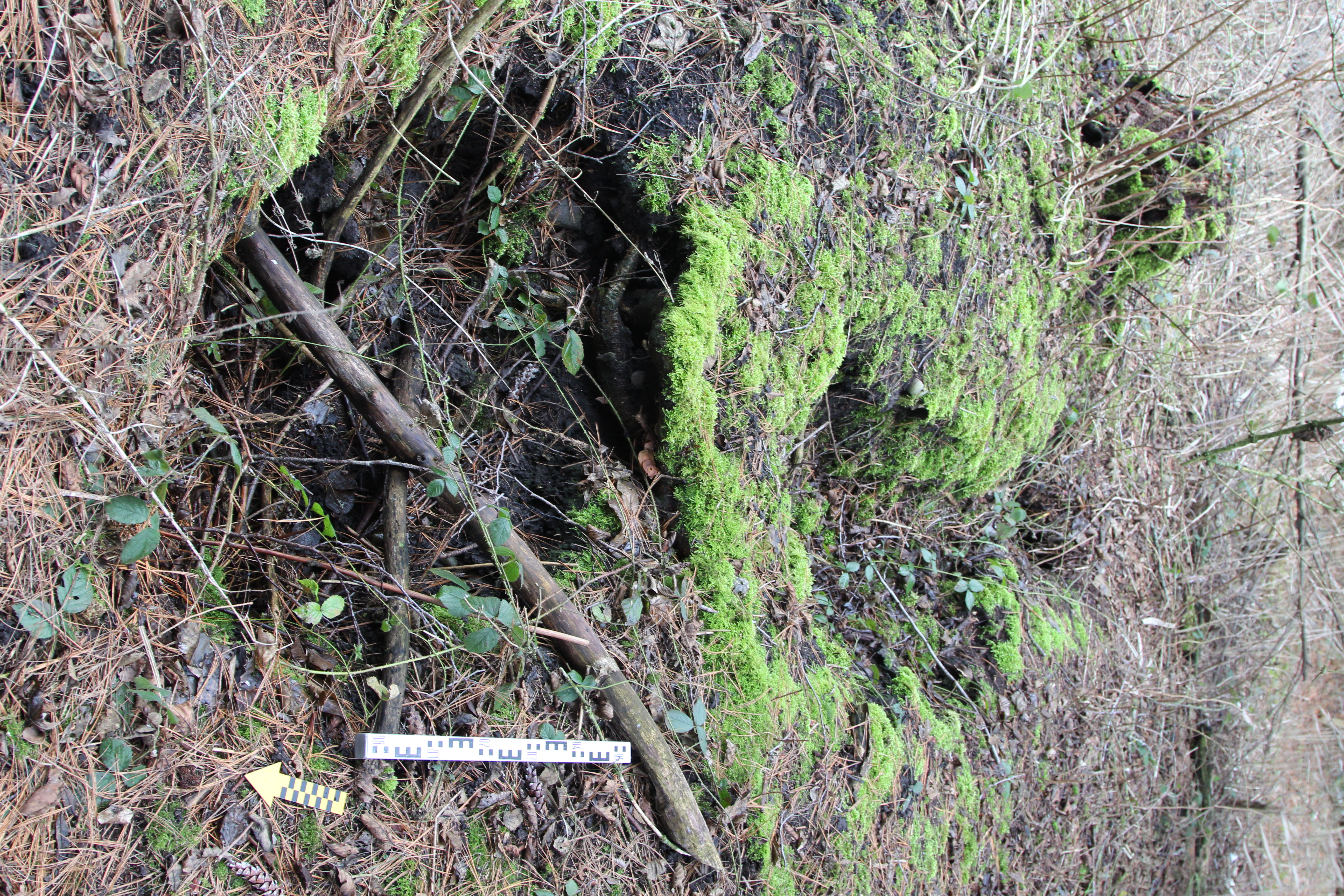 Bild eines Biberganges