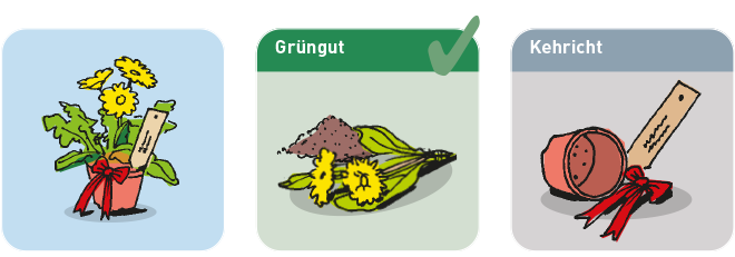 Entsorgung Pflanze in Topf