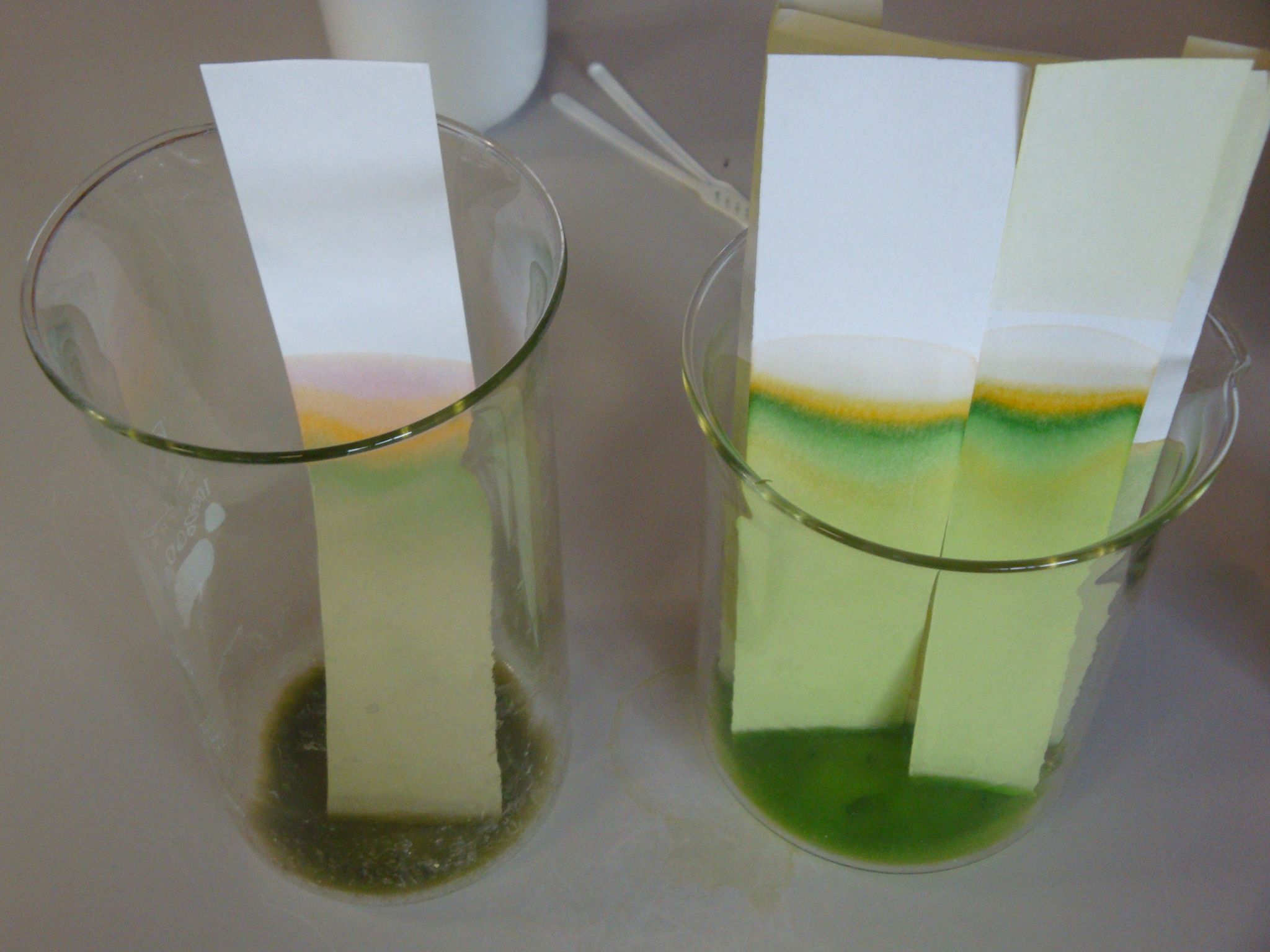 Auf dem Bild siehst du links  die Farben eines verfärbten Kirschbaumblattes, rechts die Farben eines grünen Ahornblattes