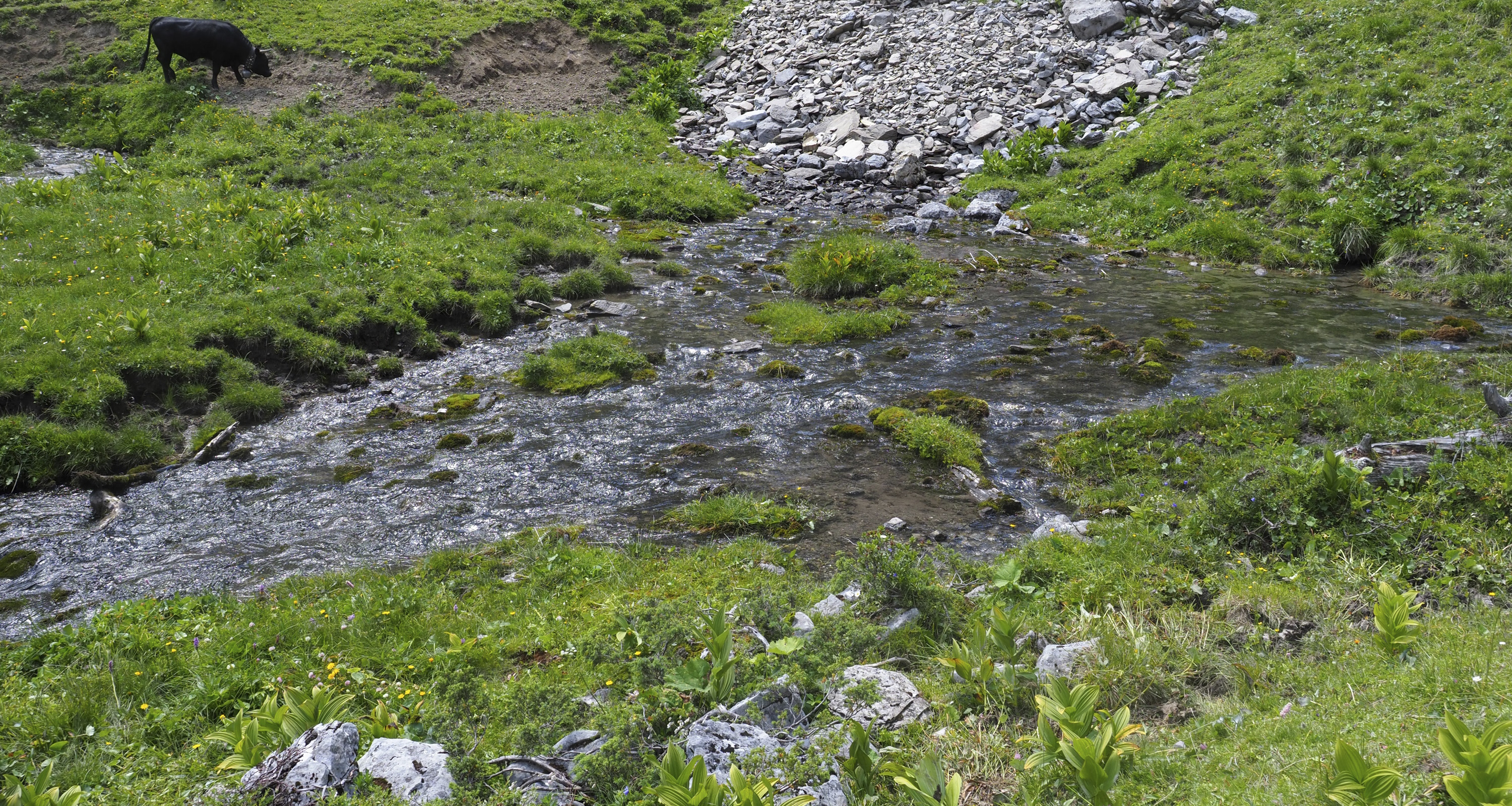 Saftig, grüne Wiese mit Bachdurchquerung