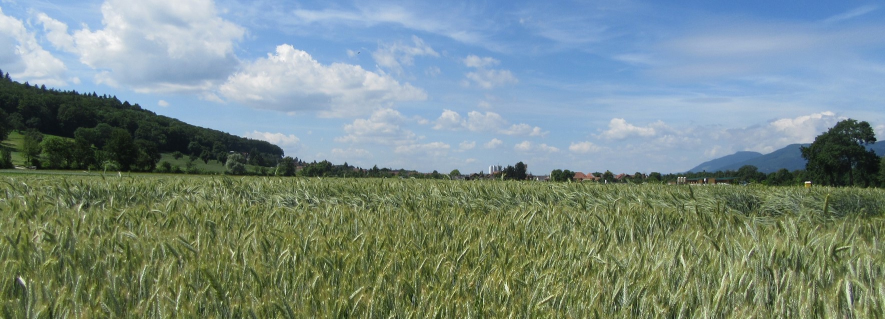 Bild Gäu Grasland und Hügel im Hintergrund
